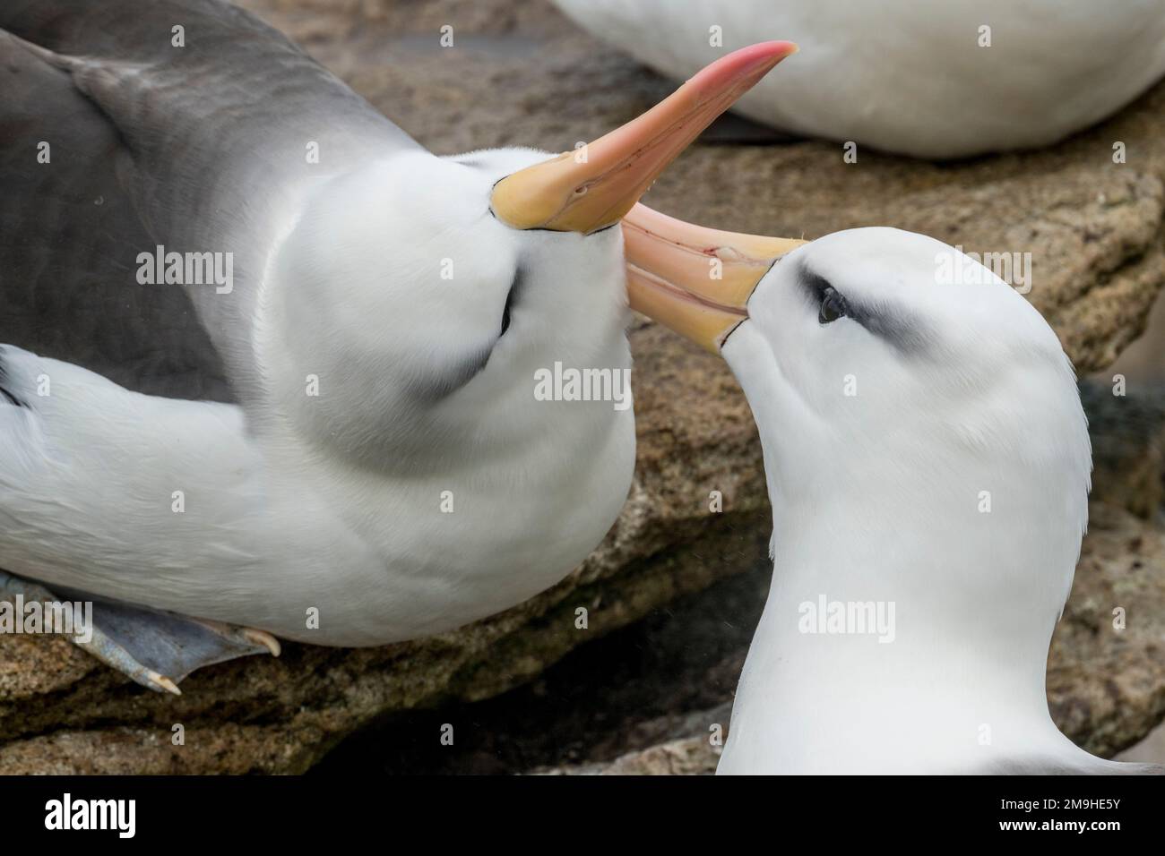 Black-browed Albatrosses (Thalassarche melanophrys) mutual preening