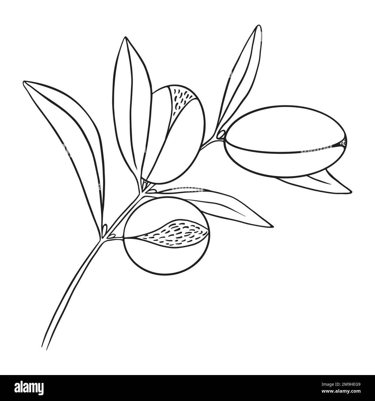 Argania branch with fruits isolated on white background. Argan oil raw