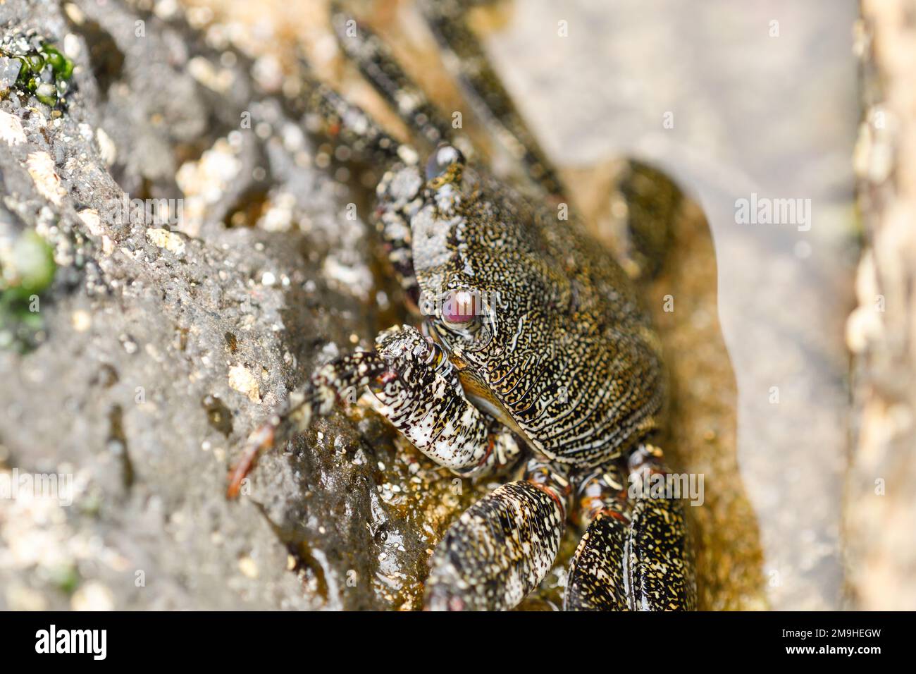 Close-up of Moorish crab among the volcanic rocks of La Graciosa Stock Photo