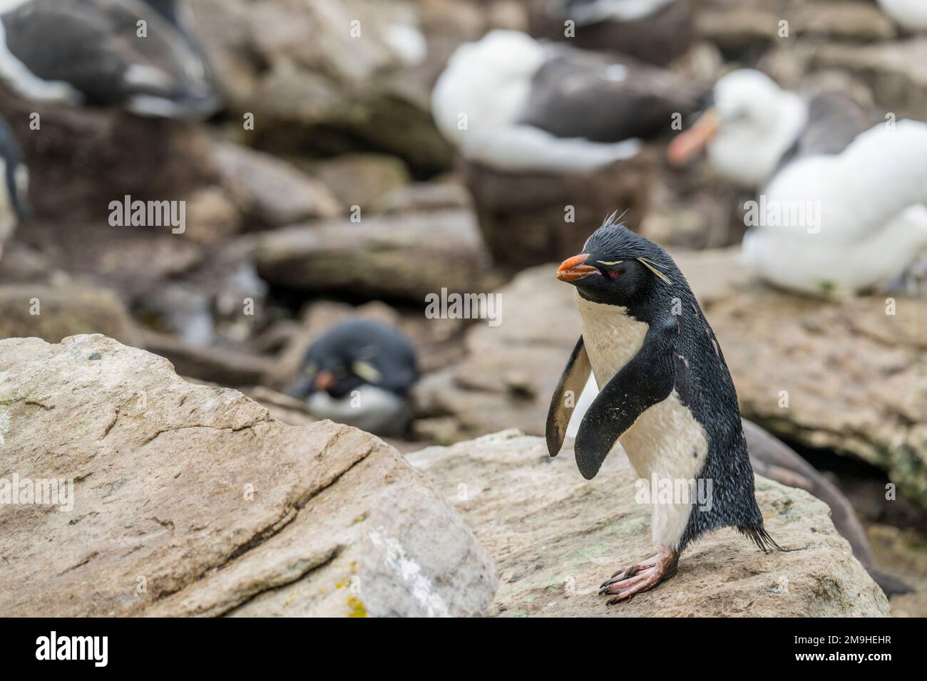 The rockhopper clearance
