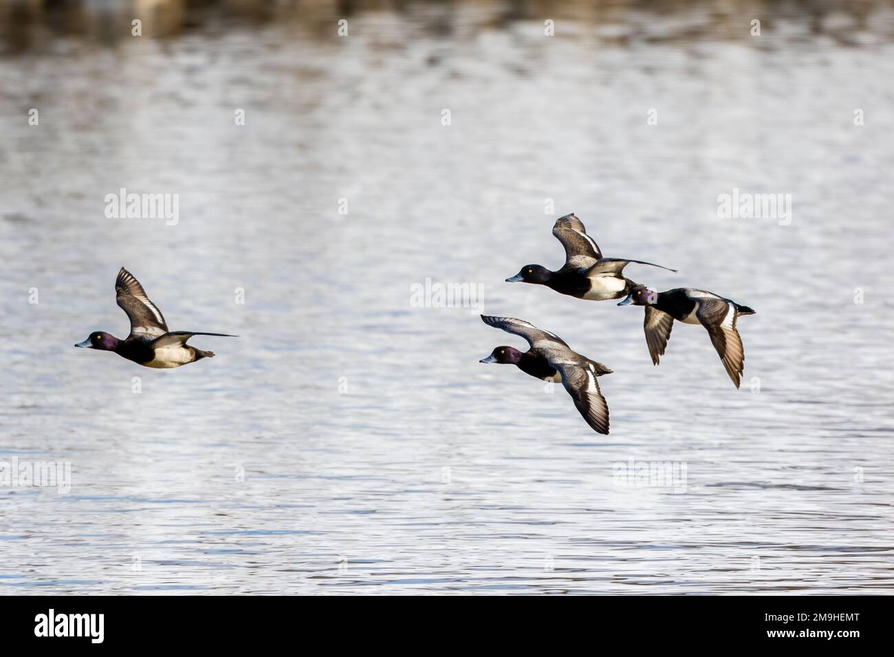 Group of lesser scaup (Aythya affinis) flying above river, Clinton County, Illinois, USA Stock Photo