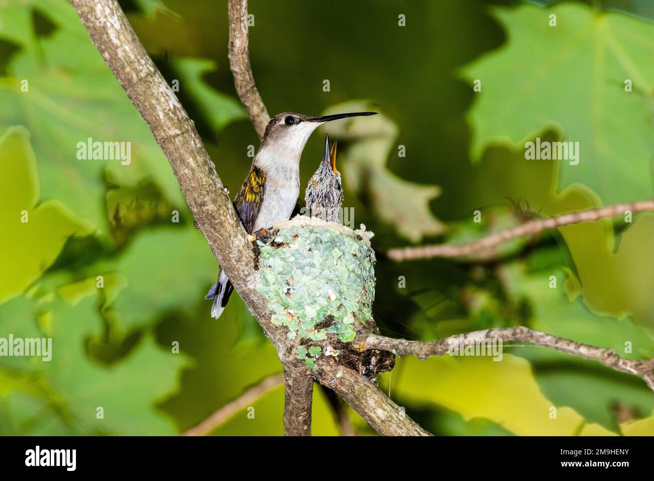 Ruby-throated hummingbird (Archilochus colubris) with chick in nest, Marion County, Illinois, USA Stock Photo