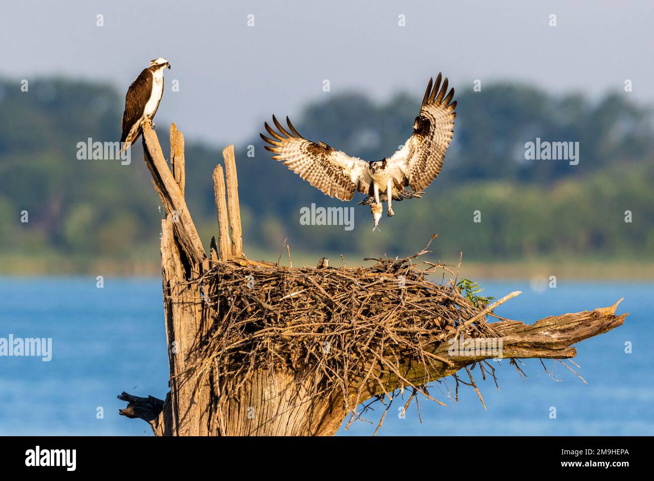 Osprey (Pandion haliaetus) landing on nest with prey fish, Rend Lake, Jefferson County, Illinois, USA Stock Photo