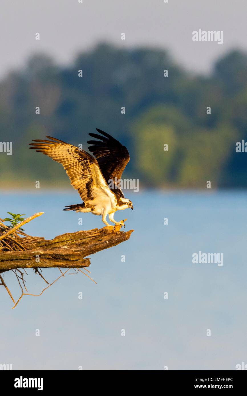 Osprey (Pandion haliaetus) landing on branch, Rend Lake, Jefferson County, Illinois, USA Stock Photo