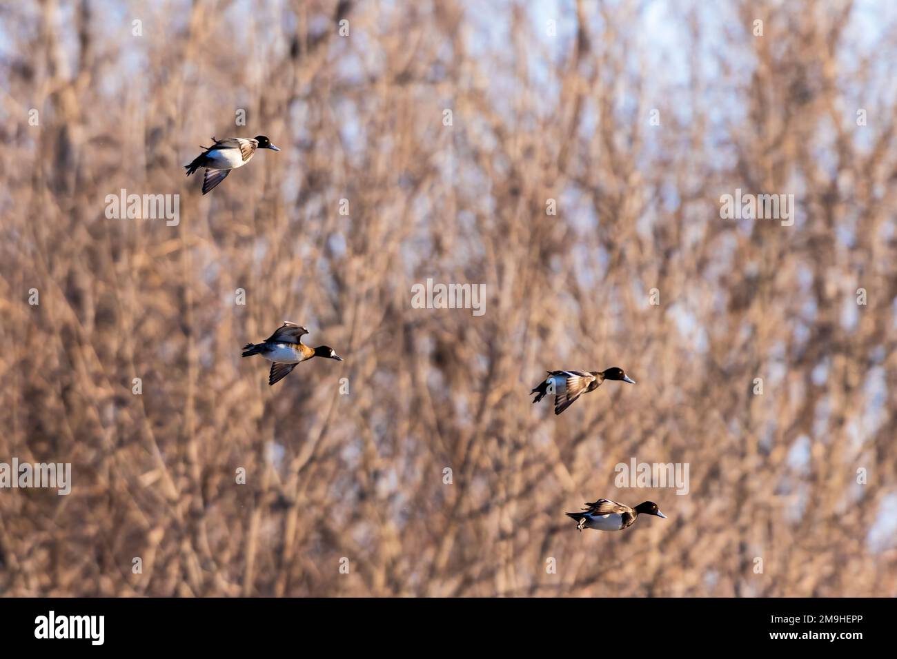Group of lesser scaup (Aythya affinis) flying, Clinton County, Illinois, USA Stock Photo
