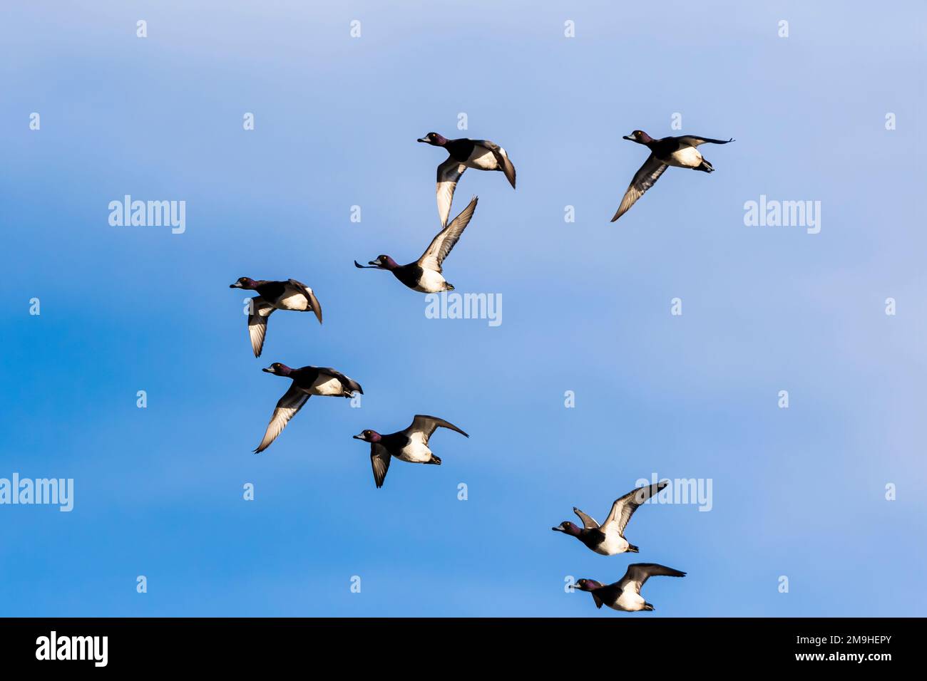 Group of lesser scaup (Aythya affinis) flying against blue sky, Clinton County, Illinois, USA Stock Photo