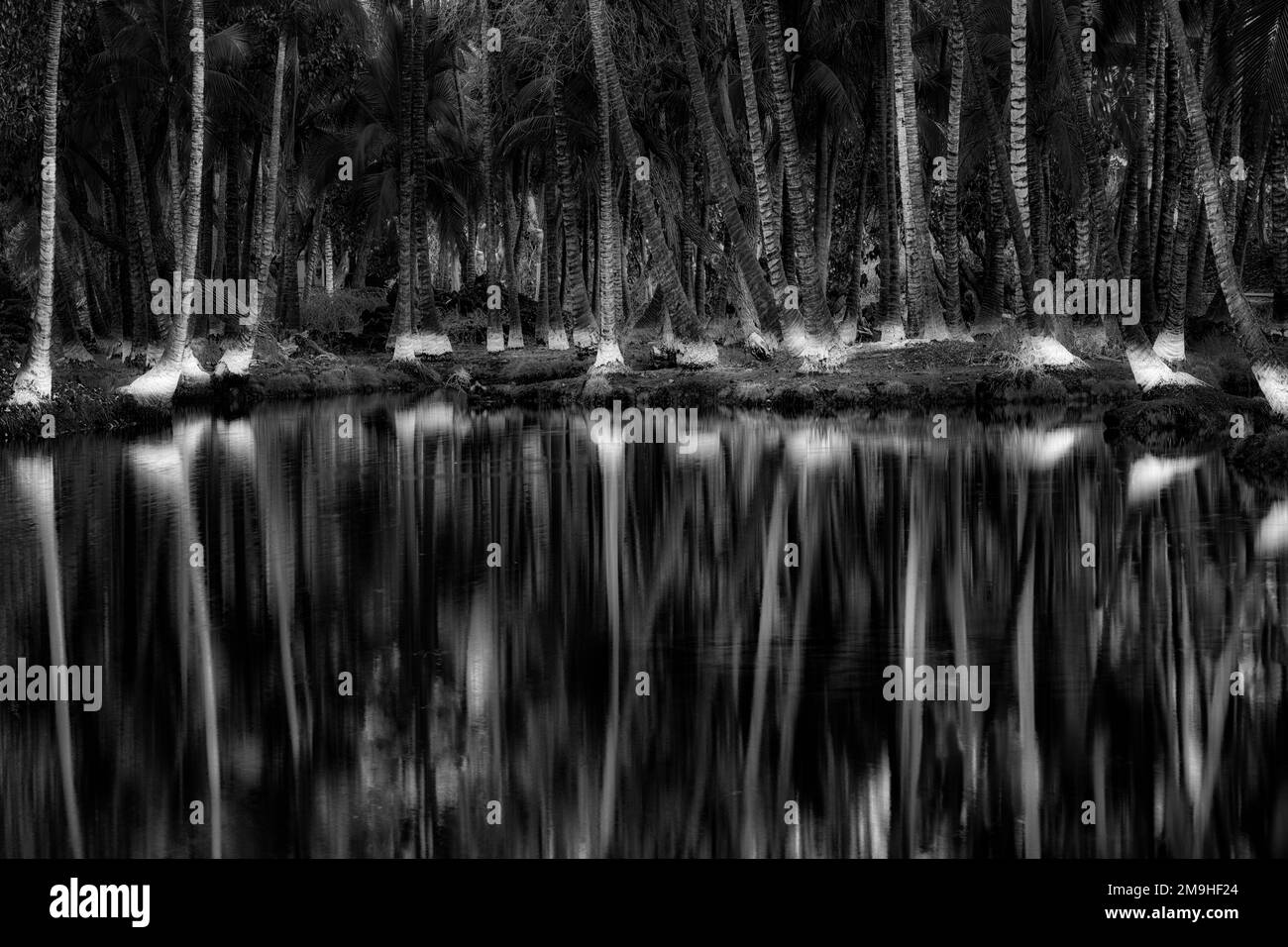 Palm trees and reflection. Ancient Hawaiian Fish Ponds Kalahuiipuaa