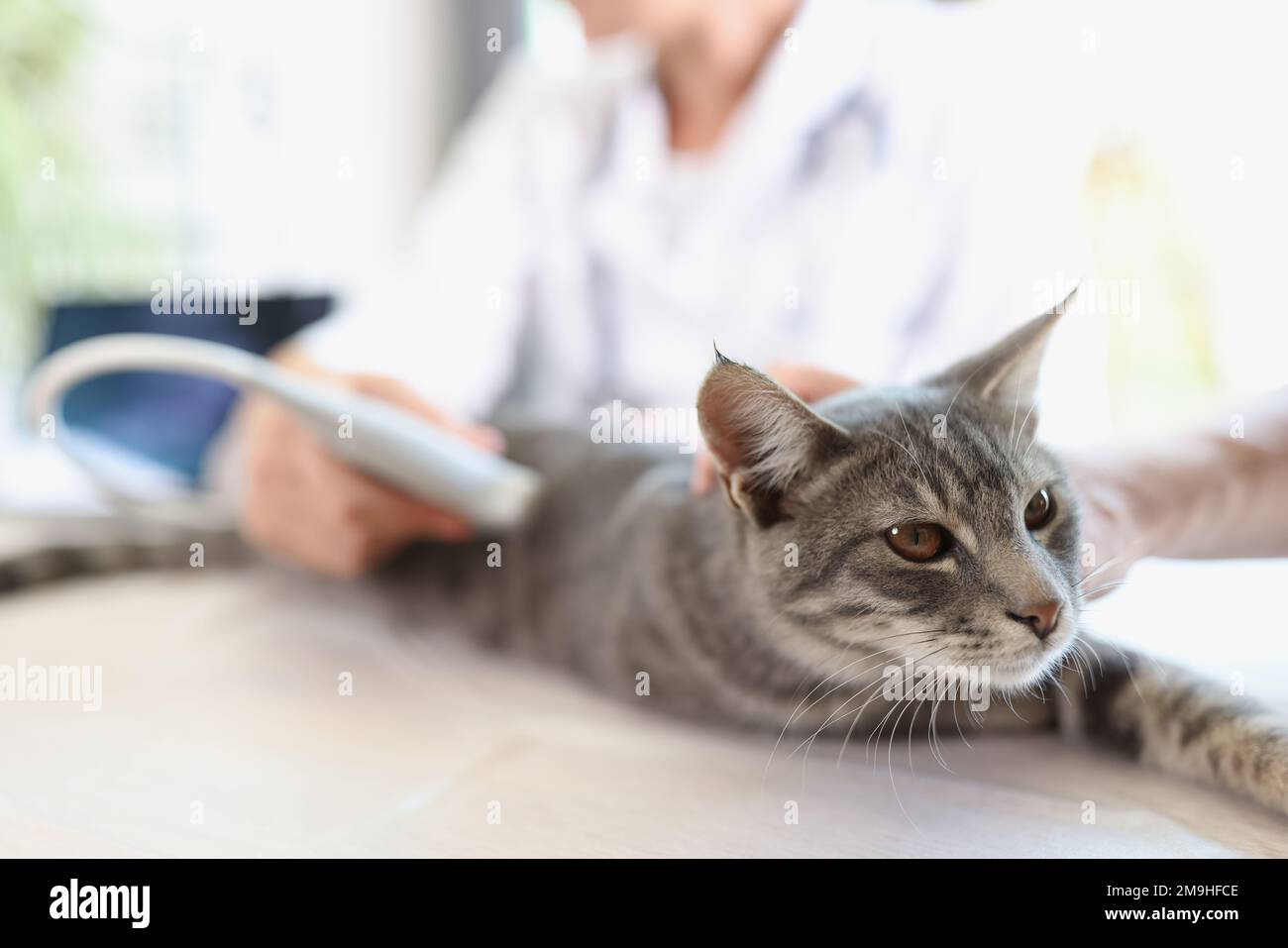 Veterinarian makes ultrasound scan for cat patient in veterinary clinic