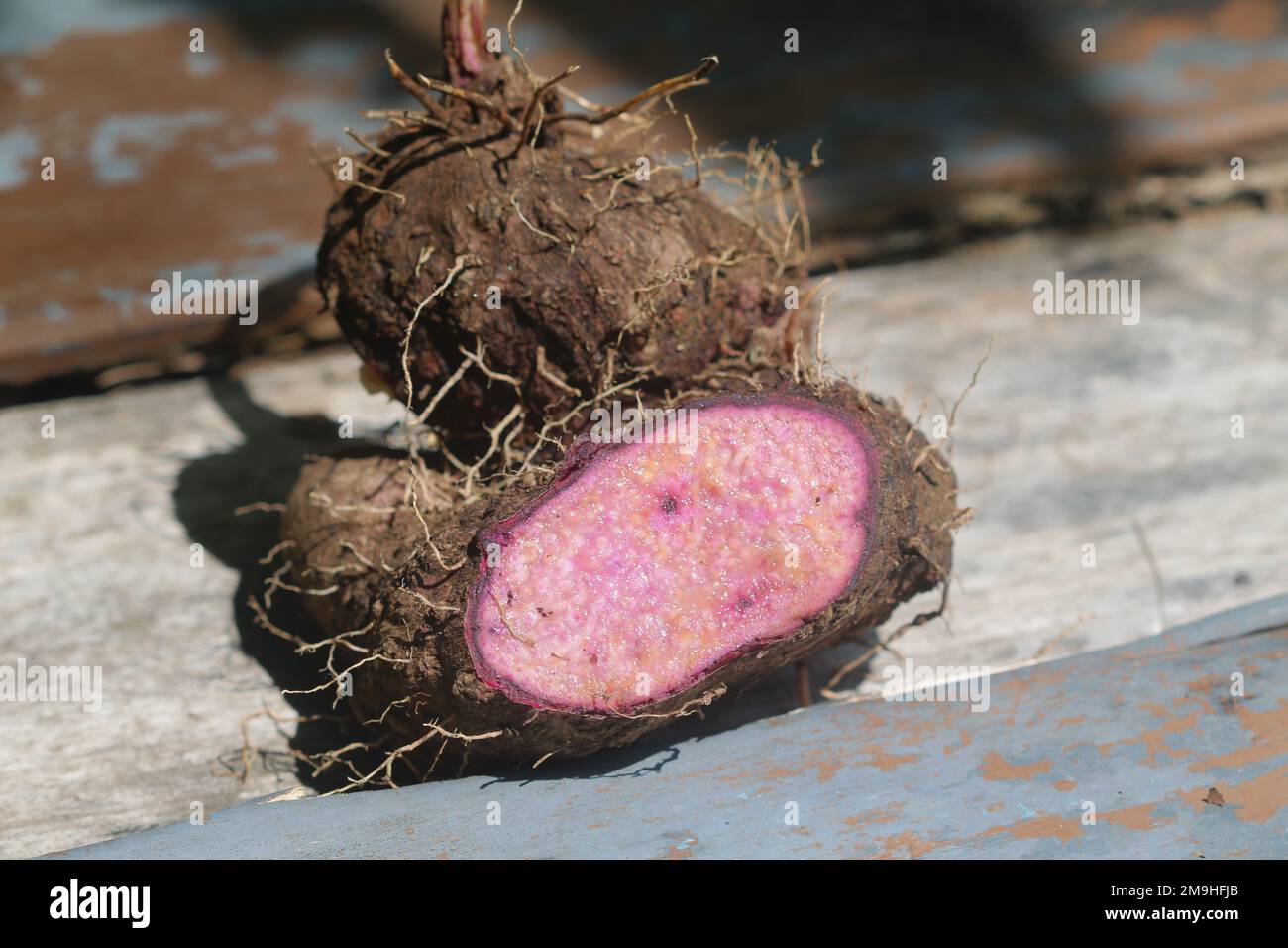 A closeup of purple yam or Dioscorea Alata on sunlit background Stock Photo