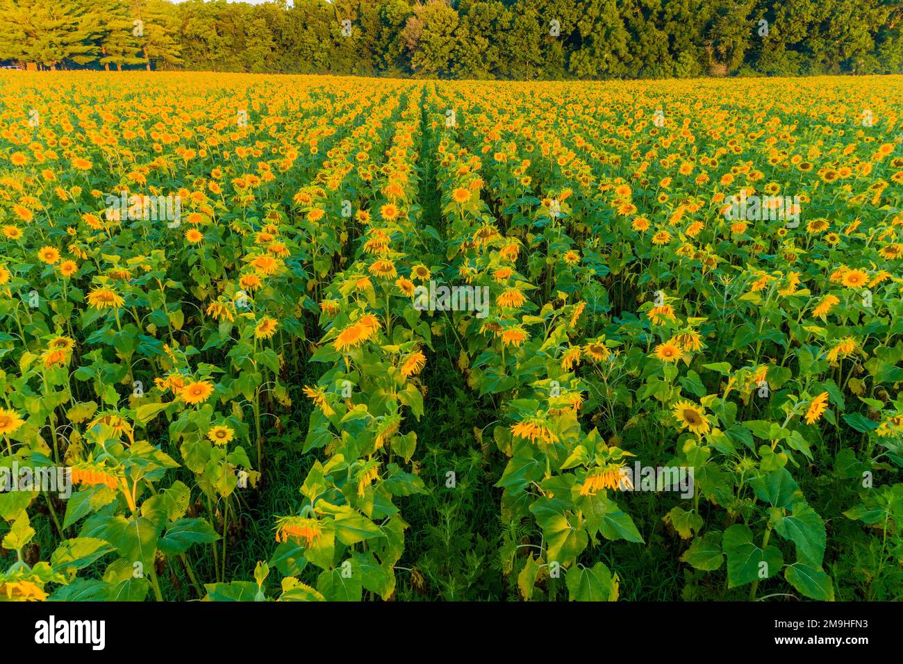 Aerial view of a sunflower field, Jasper County, Illinois, USA Stock Photo