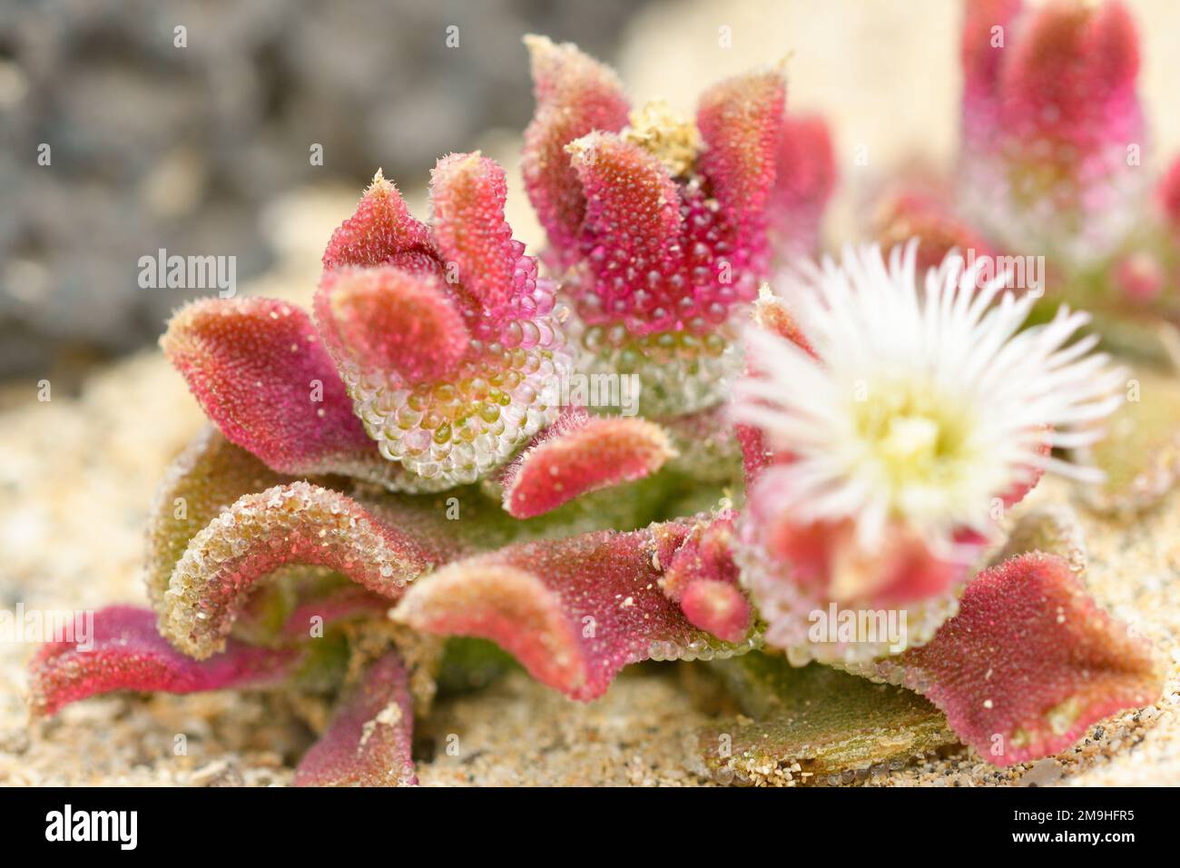Close up of Mesembryanthemum crystallinum in flower Stock Photo