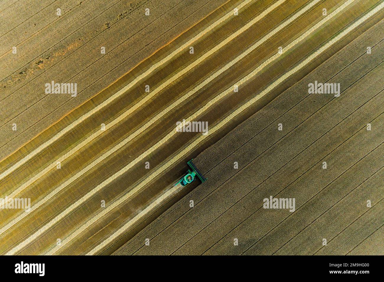 Aerial view of combine harvesting wheat at sunset, Marion County, Illinois, USA Stock Photo