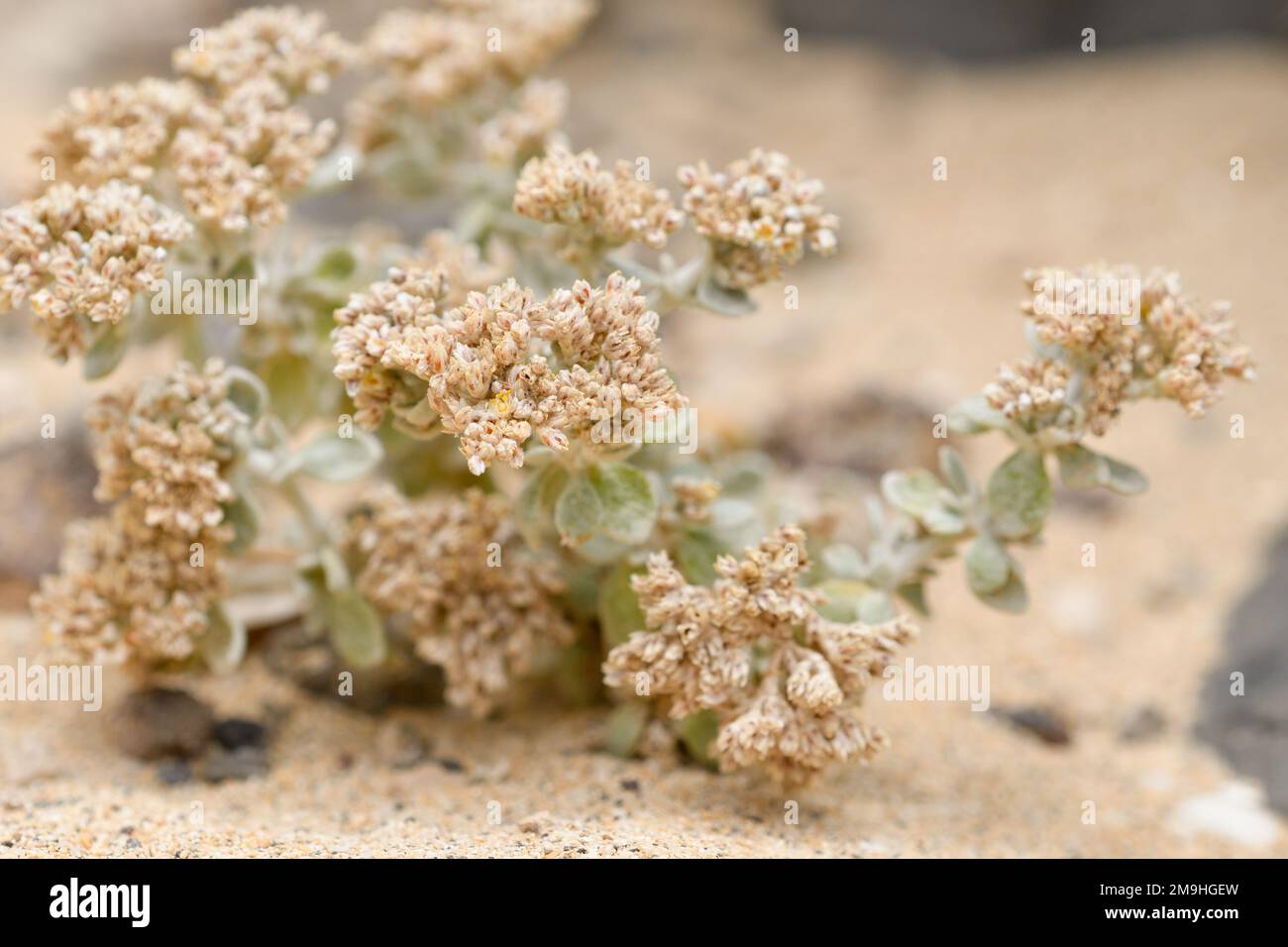 Close-up of Polycarpaea nivea at La Cocina Beach Stock Photo