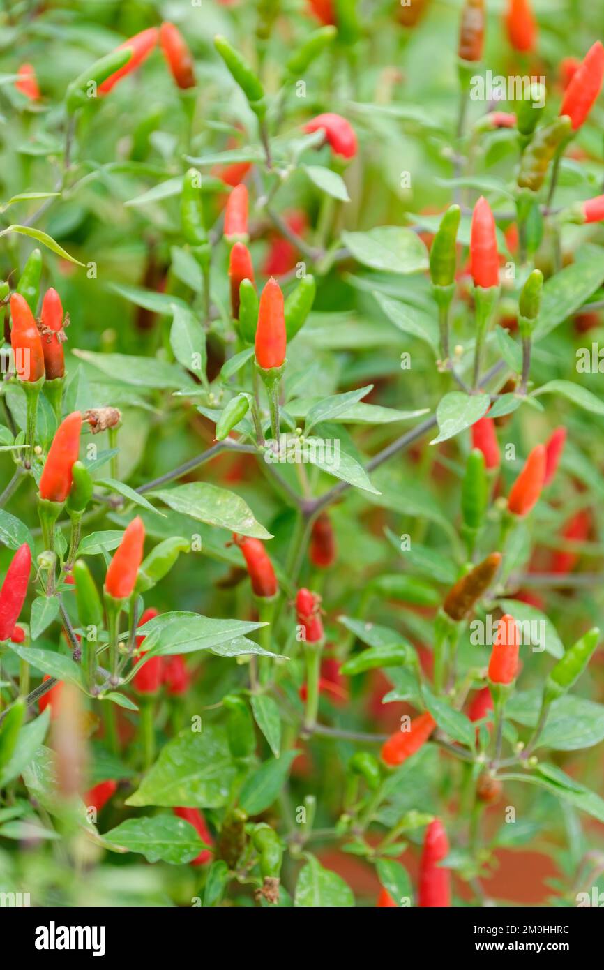 Capsicum frutescens Demon Red, chilli pepper Demon Red, annual chilli pepper, small upward-pointing bright red fruits Stock Photo