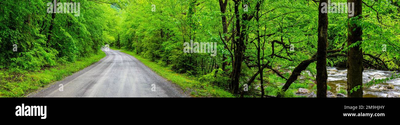 Road in green forest, Tremont Road, Great Smoky Mountains National Park, Tennessee, USA Stock Photo