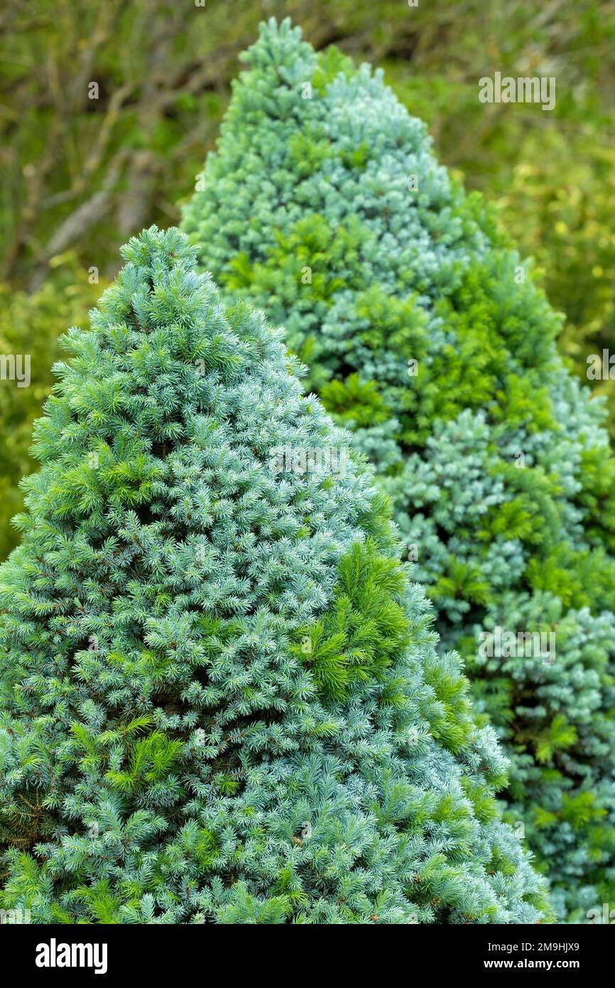 Picea glauca albertiana Alberta Blue, Alberta spruce Alberta Blue, Picea glauca albertiana Haal, dwarf conifer with blue-grey needles Stock Photo