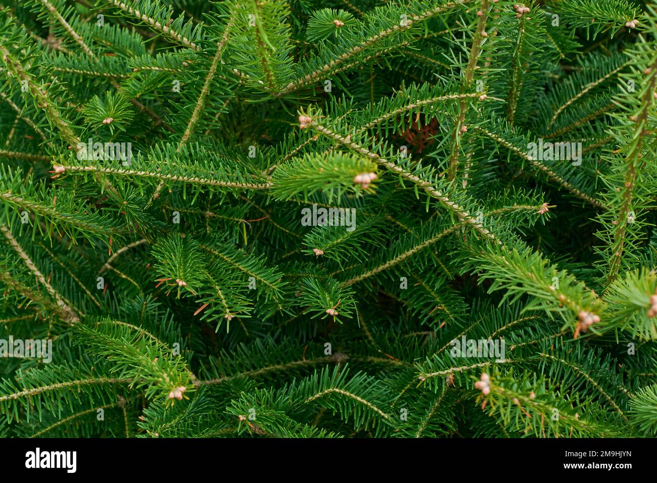 Christmas tree branches. Xmas border of Christmas tree branches. Xmas border of green branch of pine. Pattern green pine branches, spruce branch. Bann Stock Photo