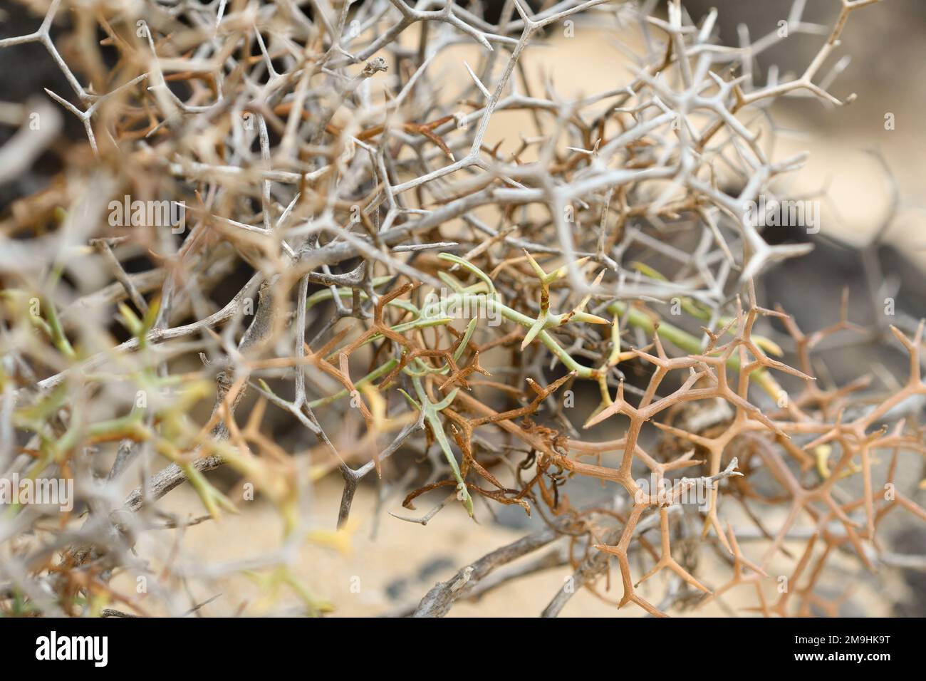 close-up of the spiny stems of Canarian gorse at La Cocina Beach Stock Photo