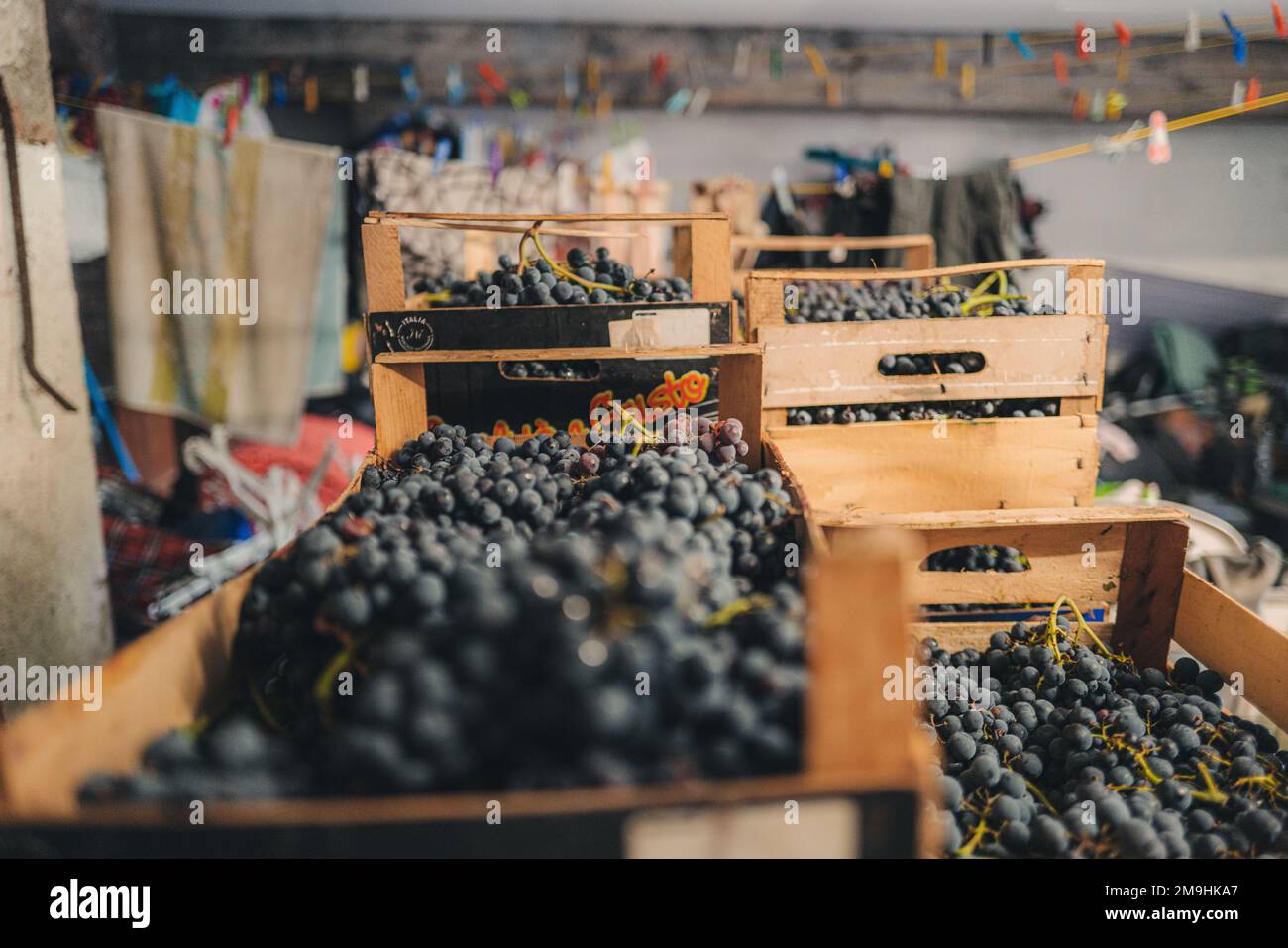 Italy, Abruzzo September 2022 local family making of red wine from italian grapes