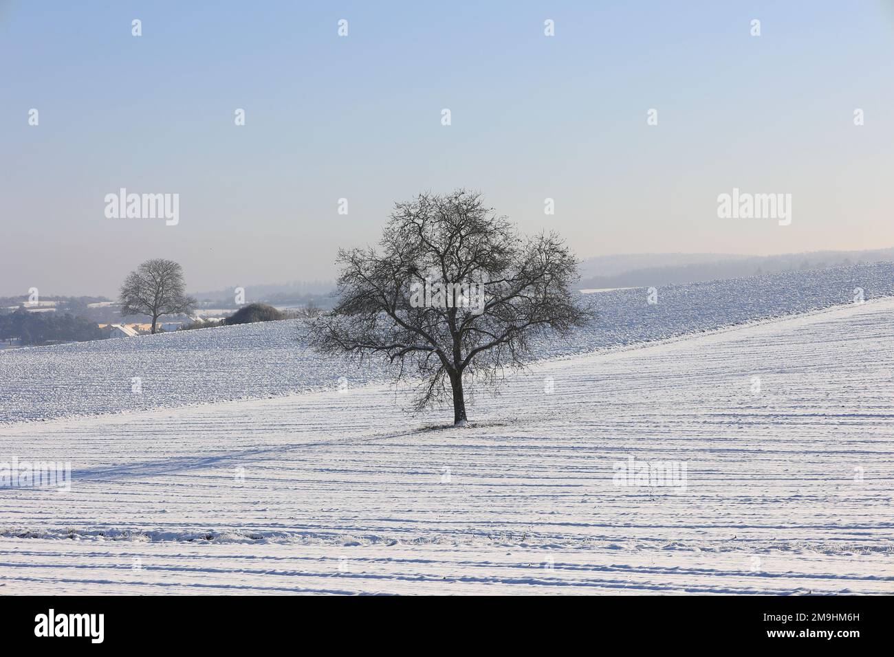 Single tree snowy field hi-res stock photography and images - Alamy