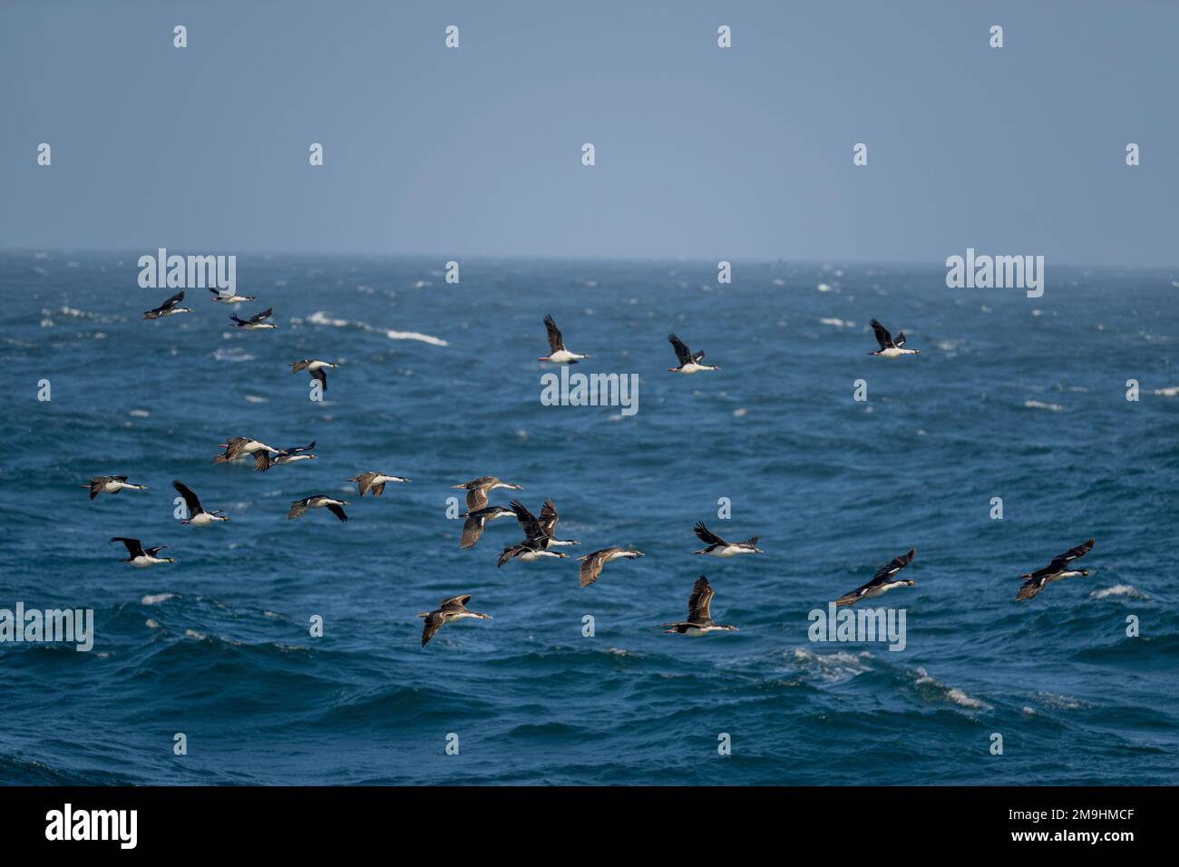Shag Rovcks South Georgia shags (Leucocarbo georgianus), also known as the South ...