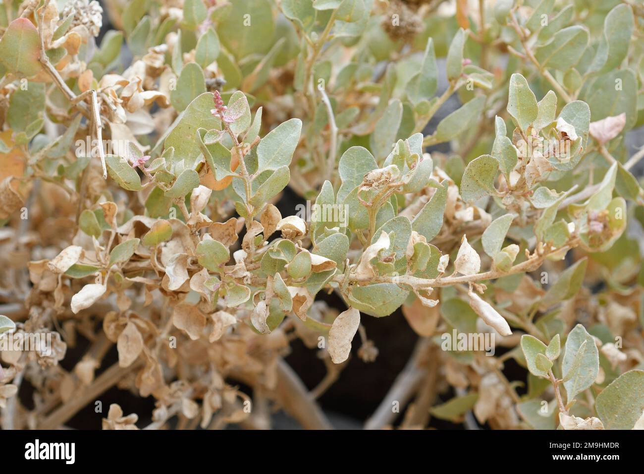 closeup Halimione portulacoides at La Cocina Beach Stock Photo