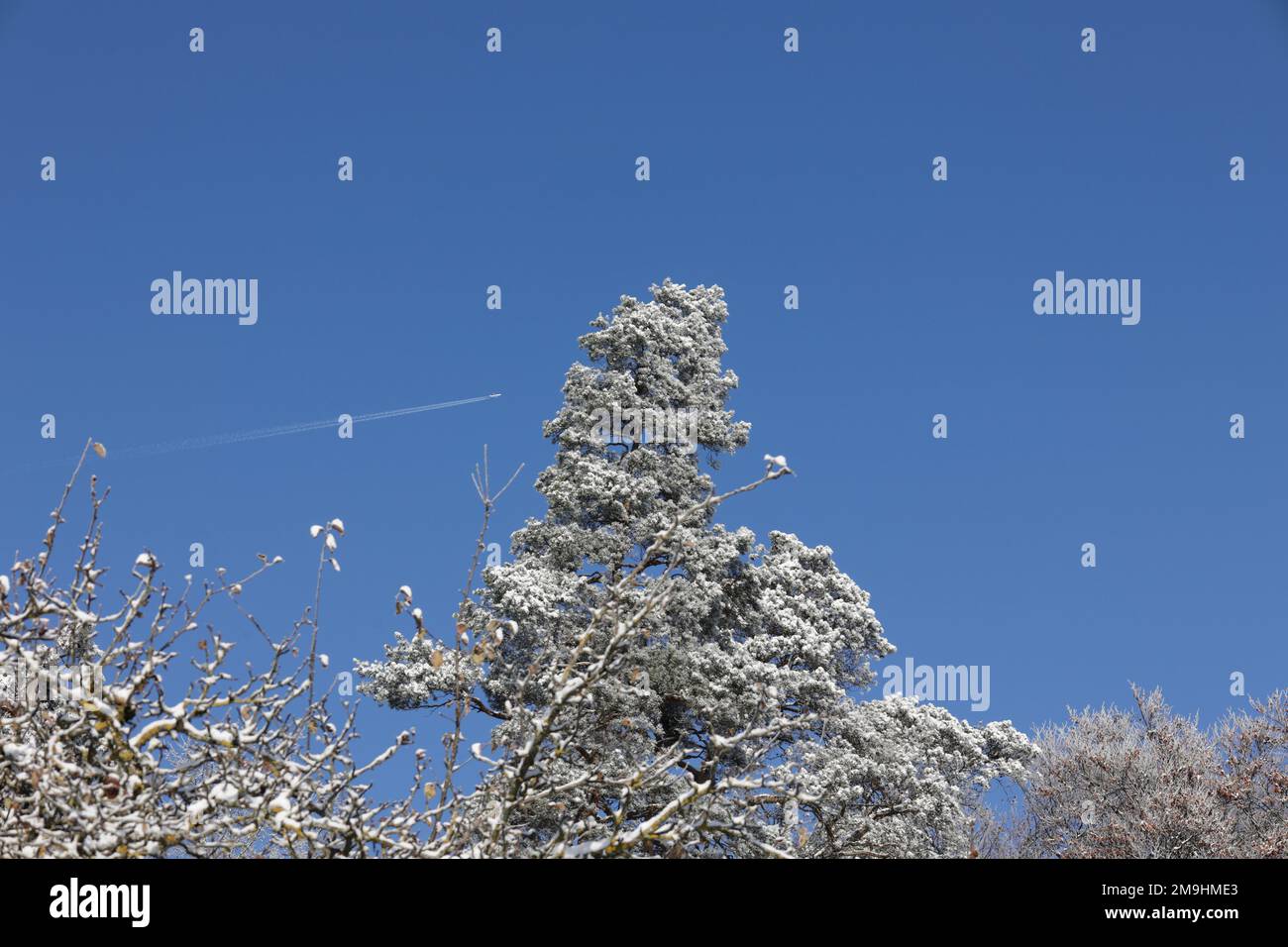 Treetop is covered with snow. In the background is a contrail. Stock Photo