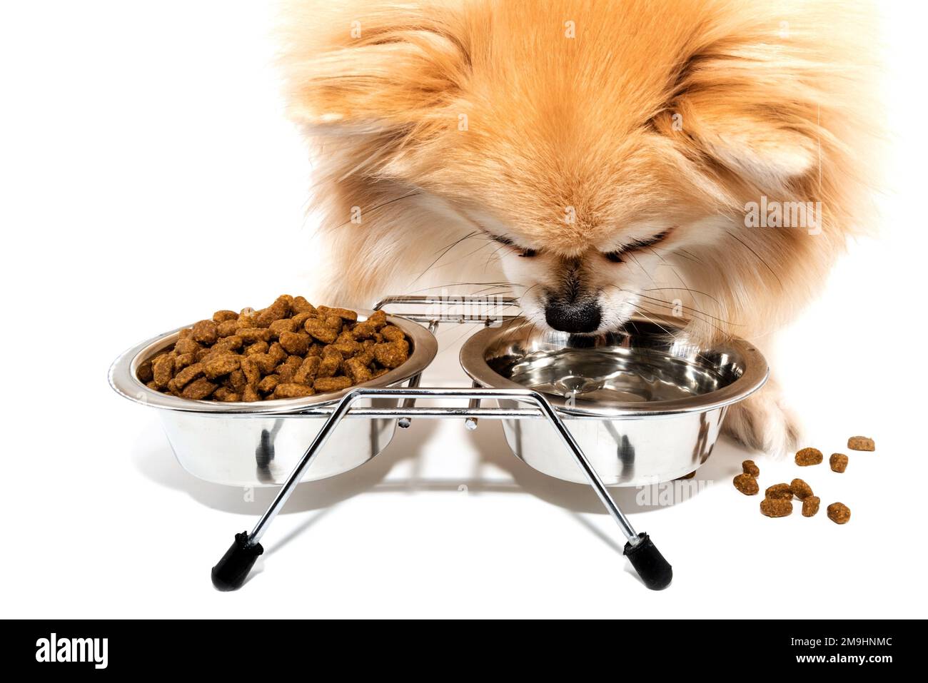 Pomchi food cheap