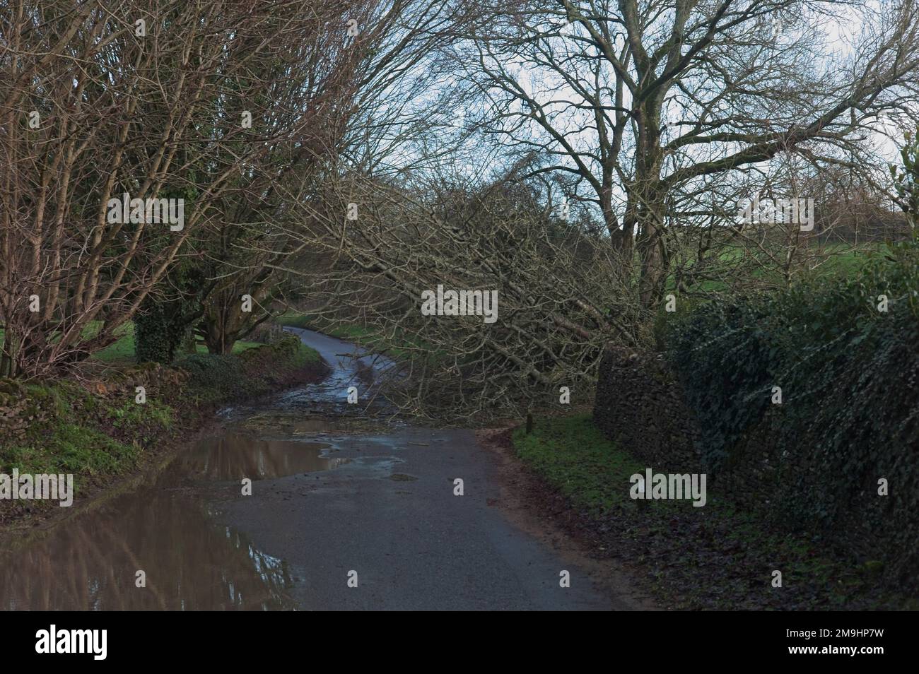 Hazards on rural roads: tree blocking the carriageway Stock Photo