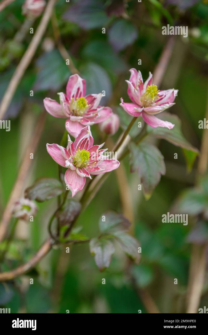 Clematis 'Broughton Star' , clematis 'Broughton Star' Stock Photo Alamy