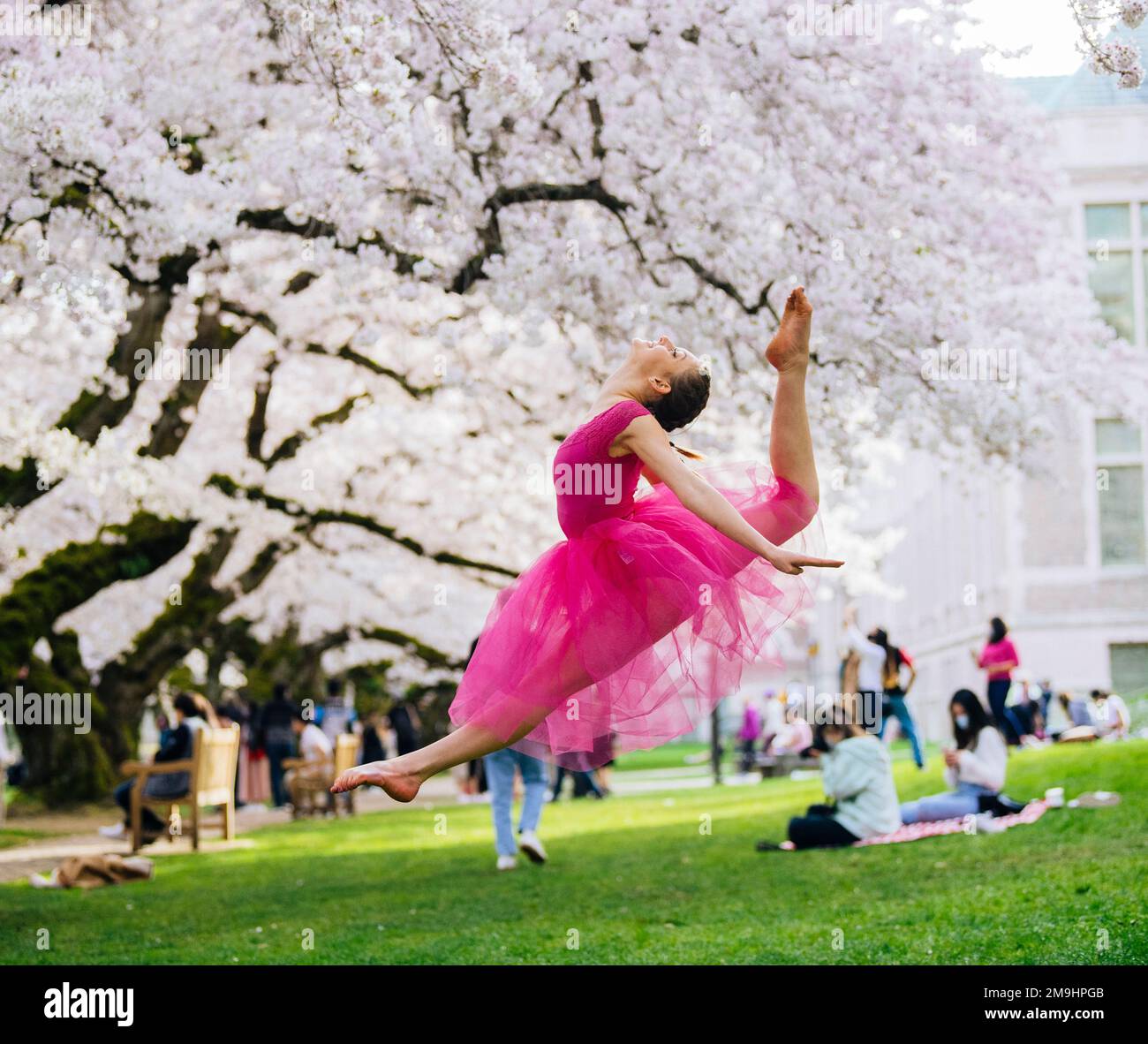 Acrobat in pink dress jumping under cherry blossom in park, University of Washington, Seattle, Washington State, USA Stock Photo