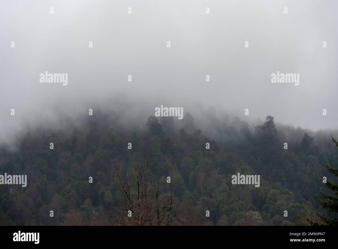 Fog covered forest mountain hi-res stock photography and images - Alamy