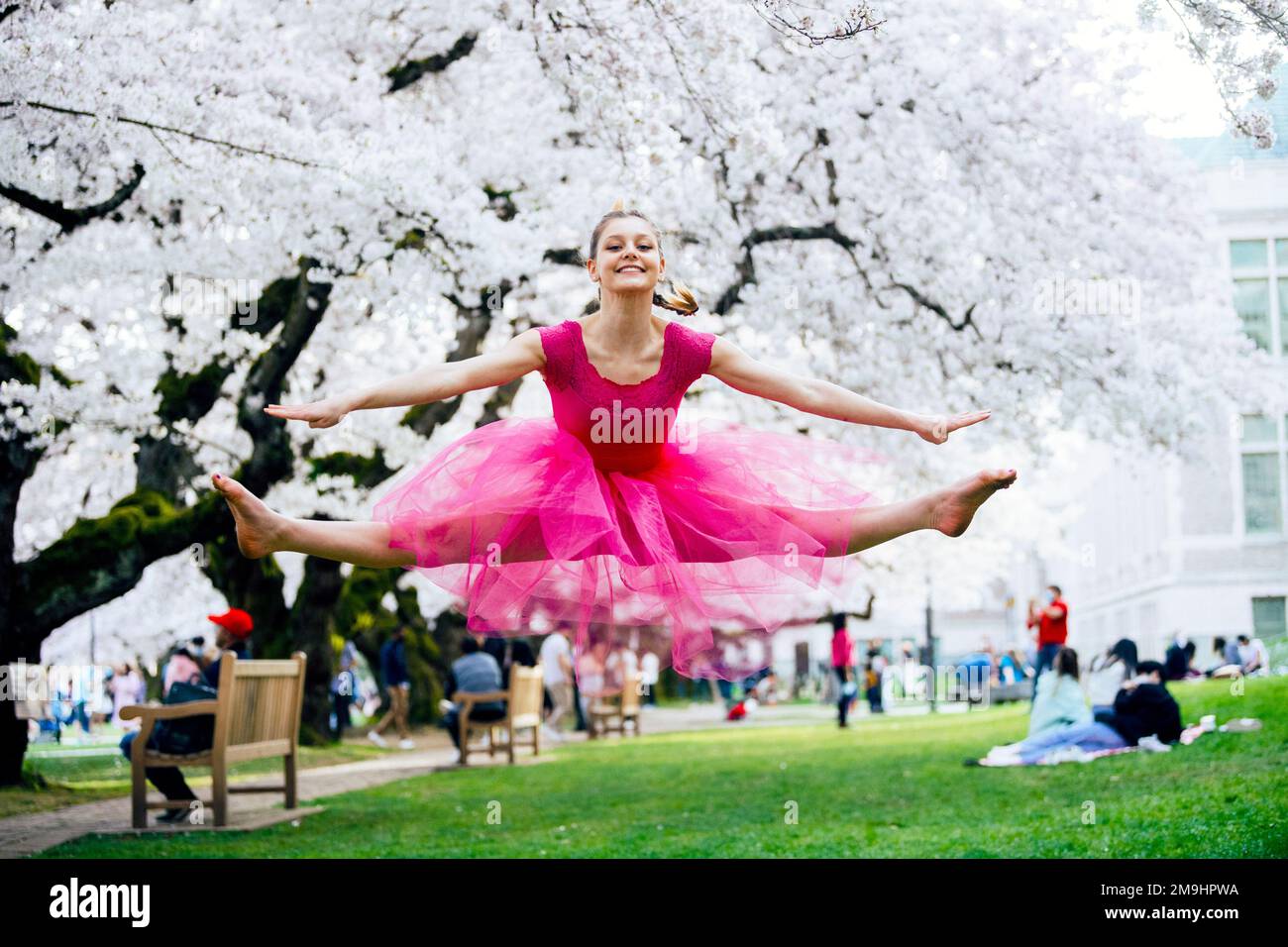 Acrobat in pink dress jumping under cherry blossom in park, University of Washington, Seattle, Washington State, USA Stock Photo