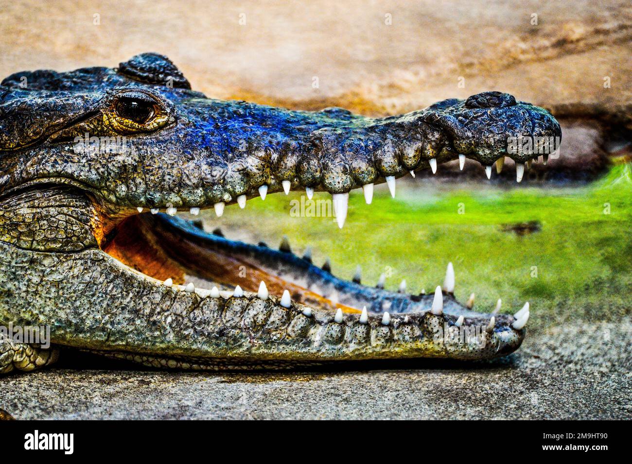 Portrait of alligator (Alligatoridae) in wildlife Stock Photo