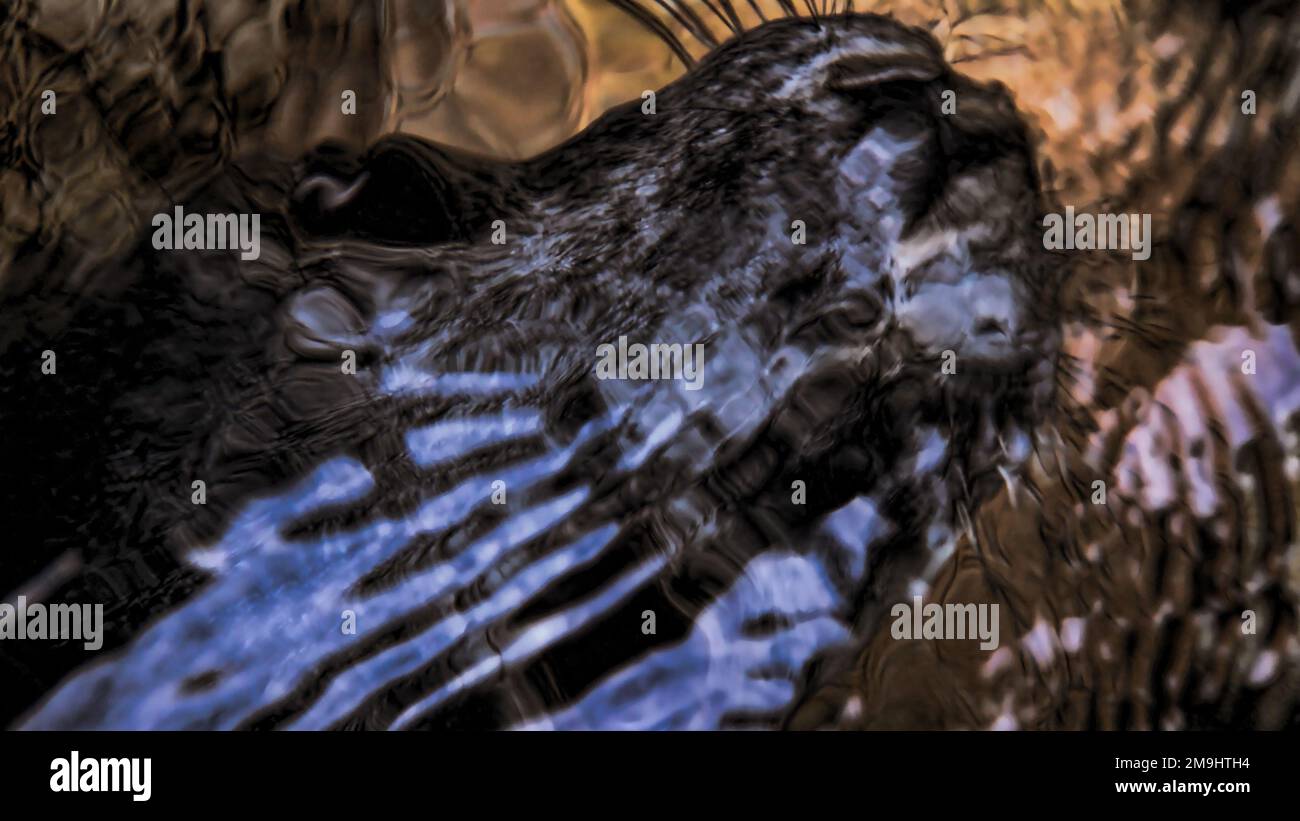 Grey seal pup swimming underwater just about to break the surface to