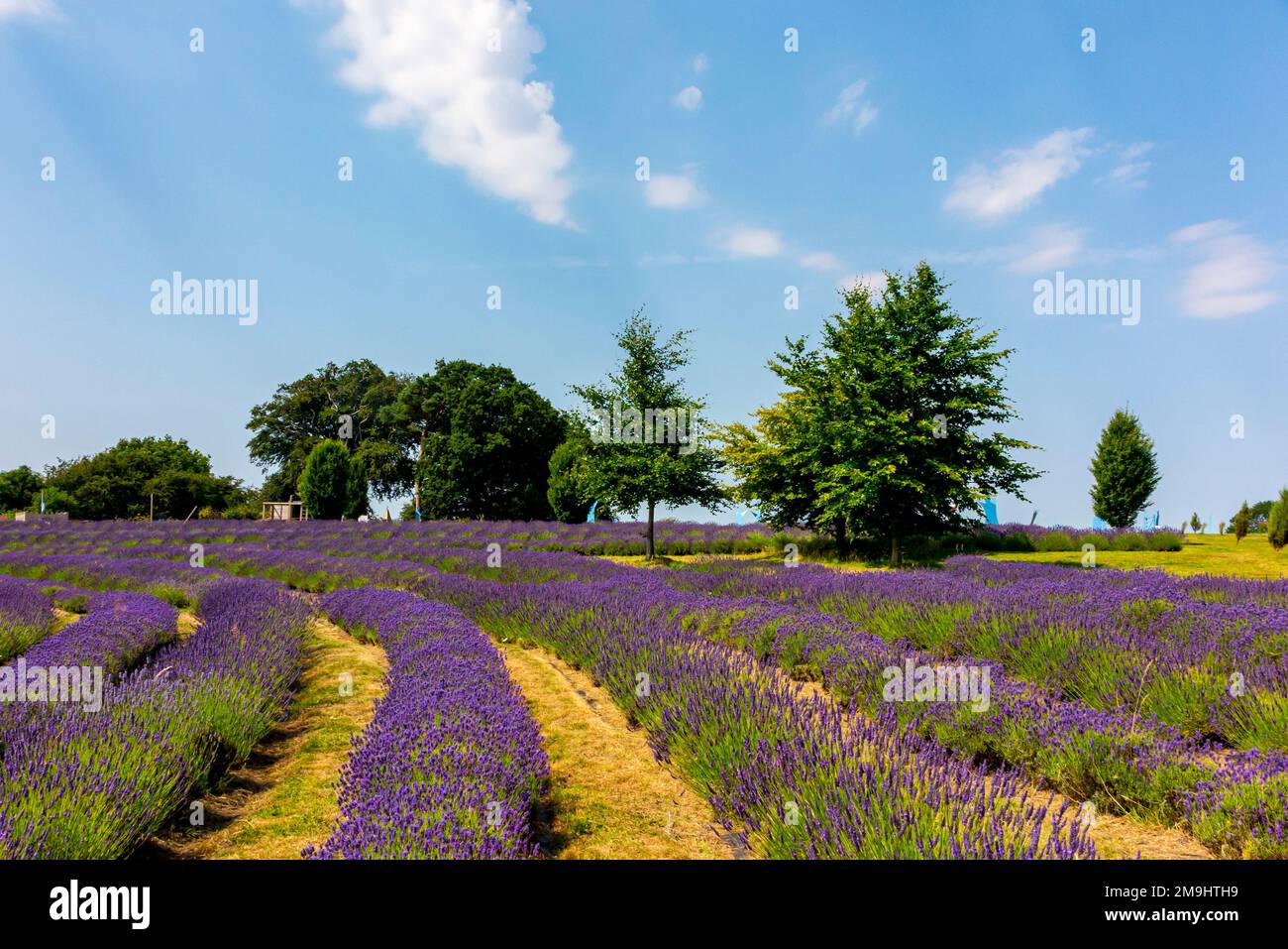 Rows of Lavender growing in summer at Yorkshire Lavender farm a tourist