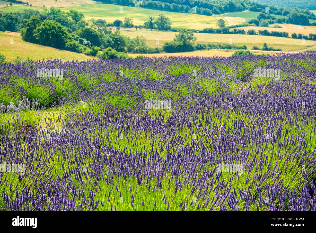 Lavender growing in summer at Yorkshire Lavender farm a tourist