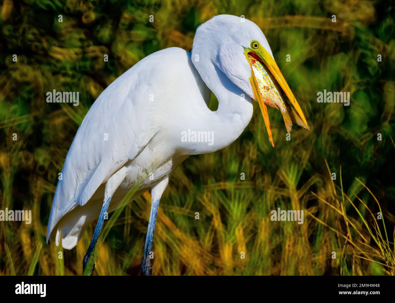 Portrait of Egret (Egretta) eating fish Stock Photo