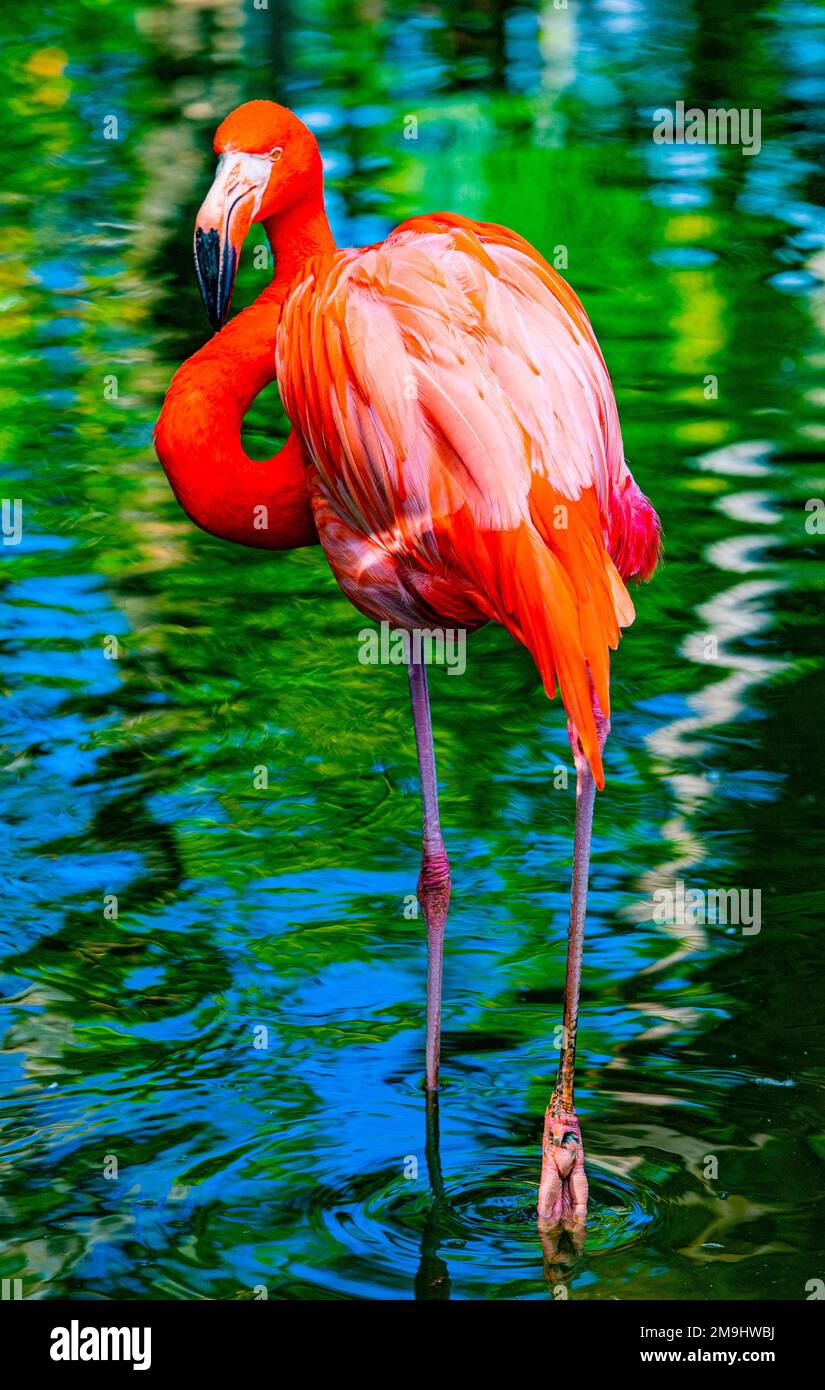 Portrait of red flamingo (Phoenicopterus roseus) Stock Photo
