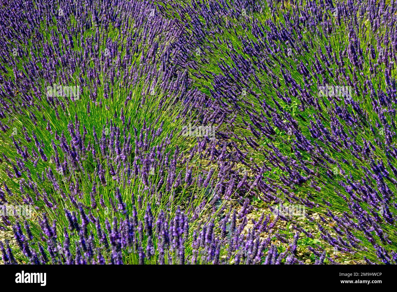 Lavandula common name lavender is a genus of 47 known species of flowering plants in the mint family, Lamiaceae. Stock Photo