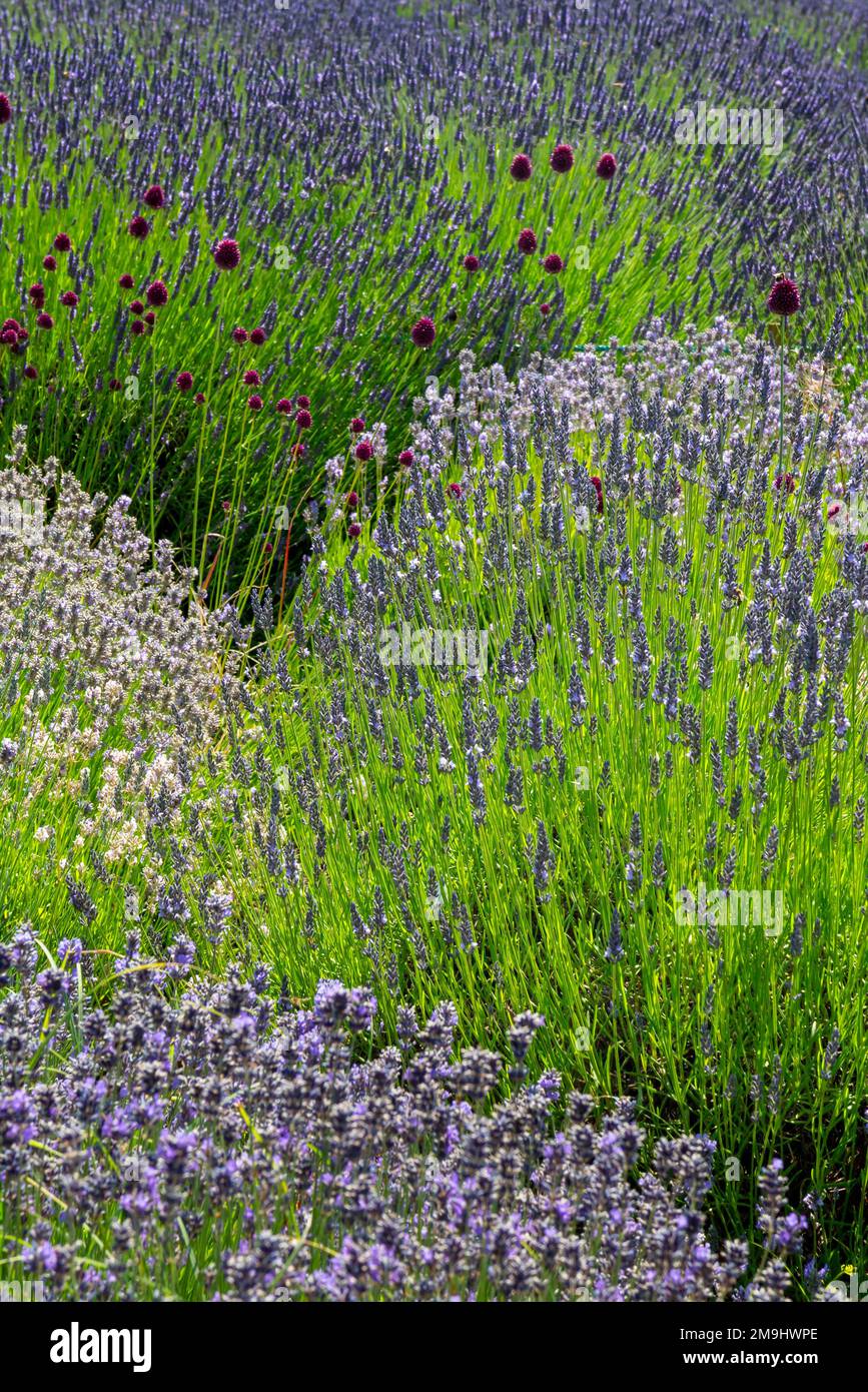 Lavandula common name lavender is a genus of 47 known species of flowering plants in the mint family, Lamiaceae. Stock Photo