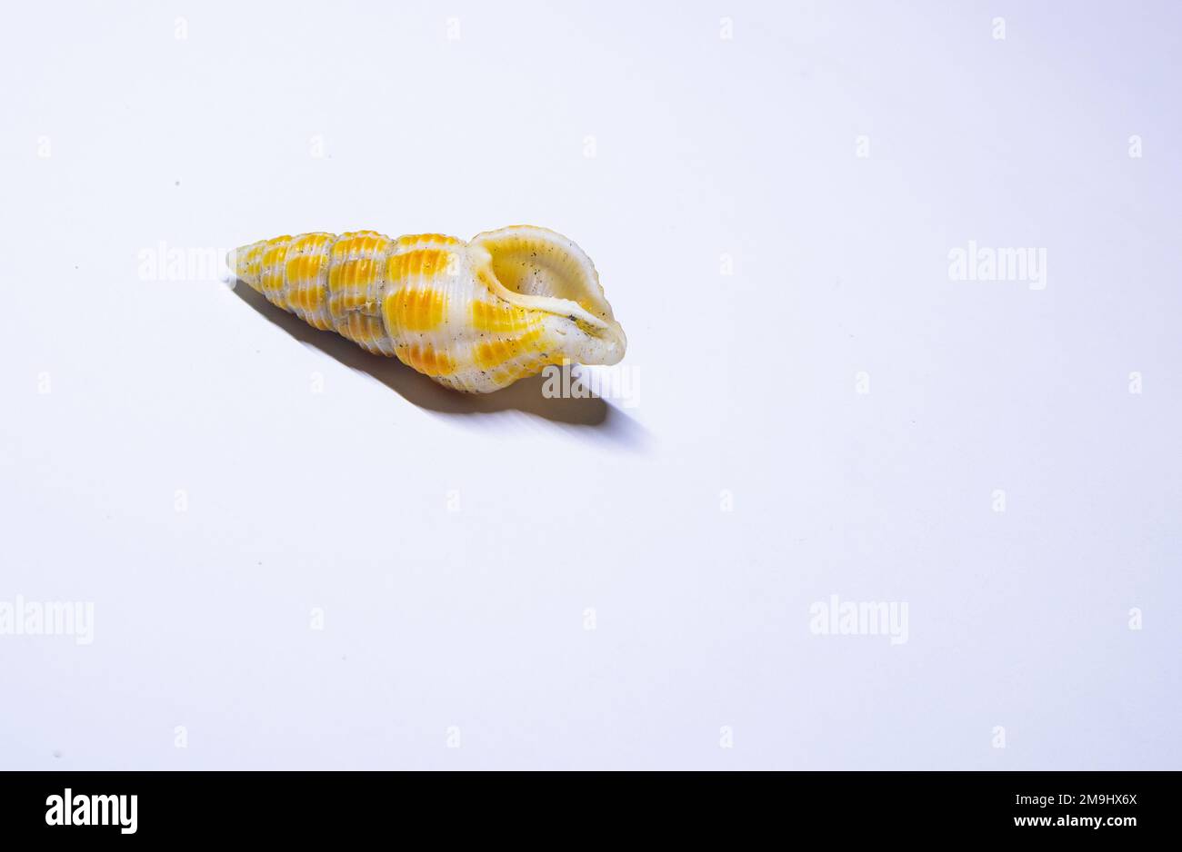 Tritia vaucheri is a species of sea snail, a marine gastropod mollusc in the family Nassariidae, the nassa mud snails or dog whelks. Stock Photo