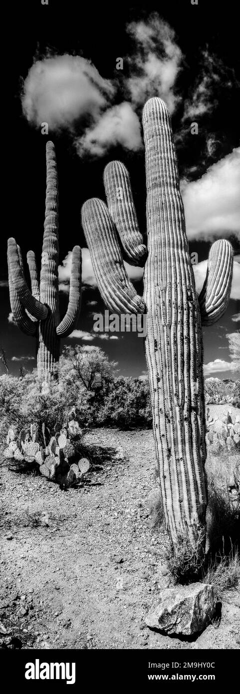 Saguaro Cactus, Saguaro National Park, Tucson, Arizona, USA Stock Photo