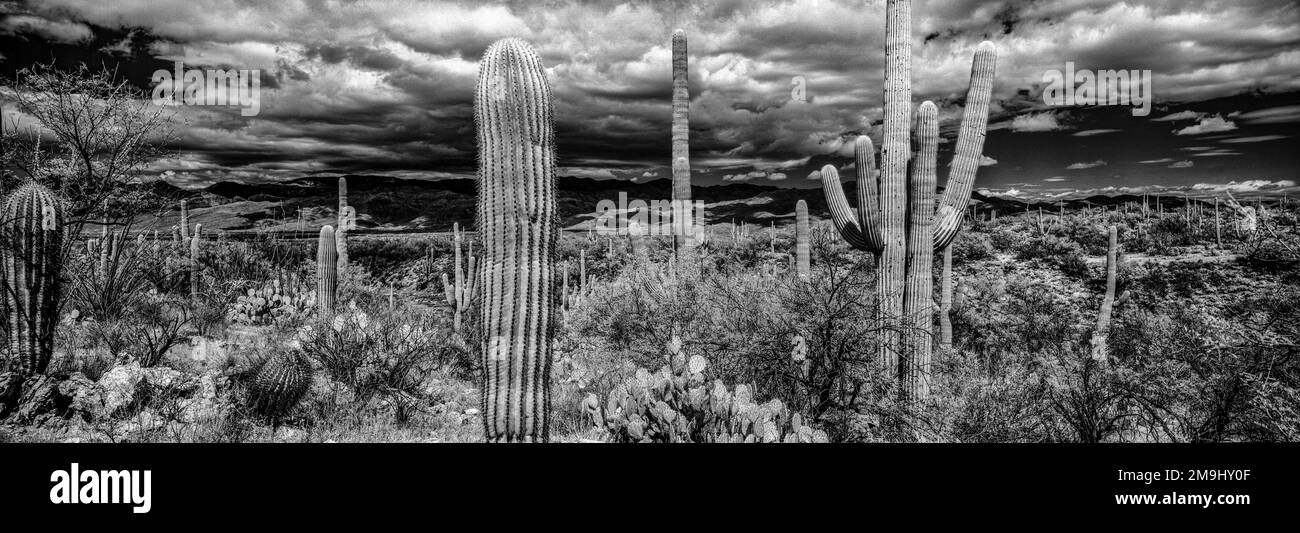 Saguaro Cactus, Saguaro National Park, Tucson, Arizona, USA Stock Photo