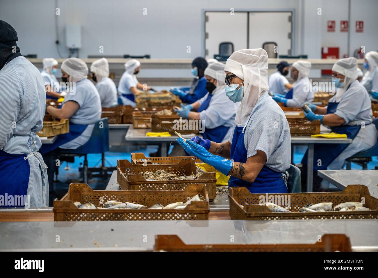 Woman working the line to clean off fish by hand before going to be