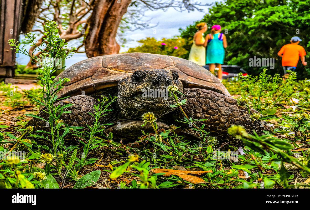 Turtle at Barefoot Beach, Naples, Florida, USA Stock Photo