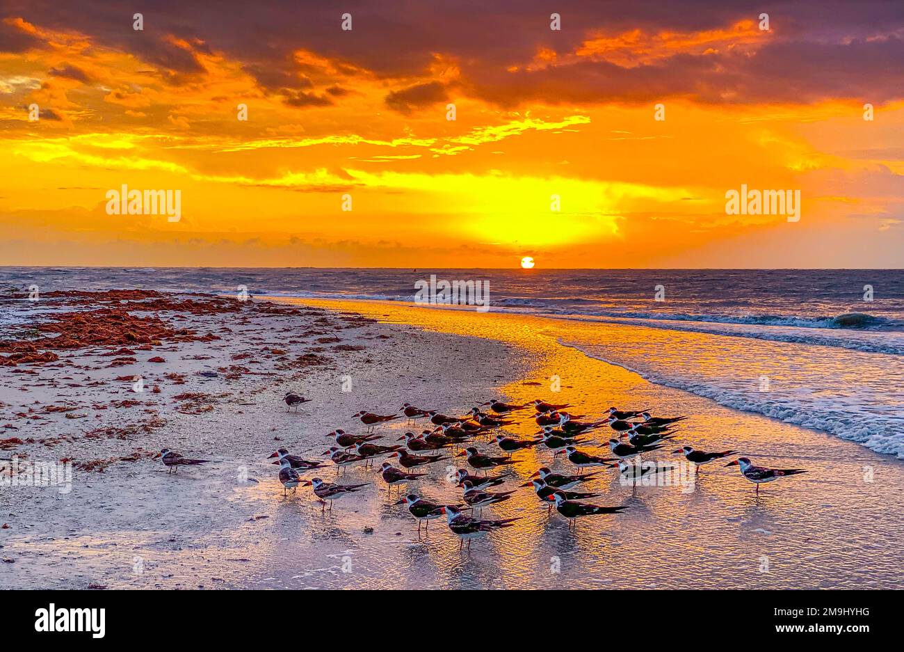 Terns on Lovers Key at Sunset, Fort Myers, Florida, USA Stock Photo