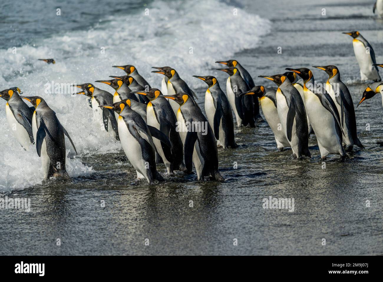 A group of King penguins (Aptenodytes patagonicus) is going into the