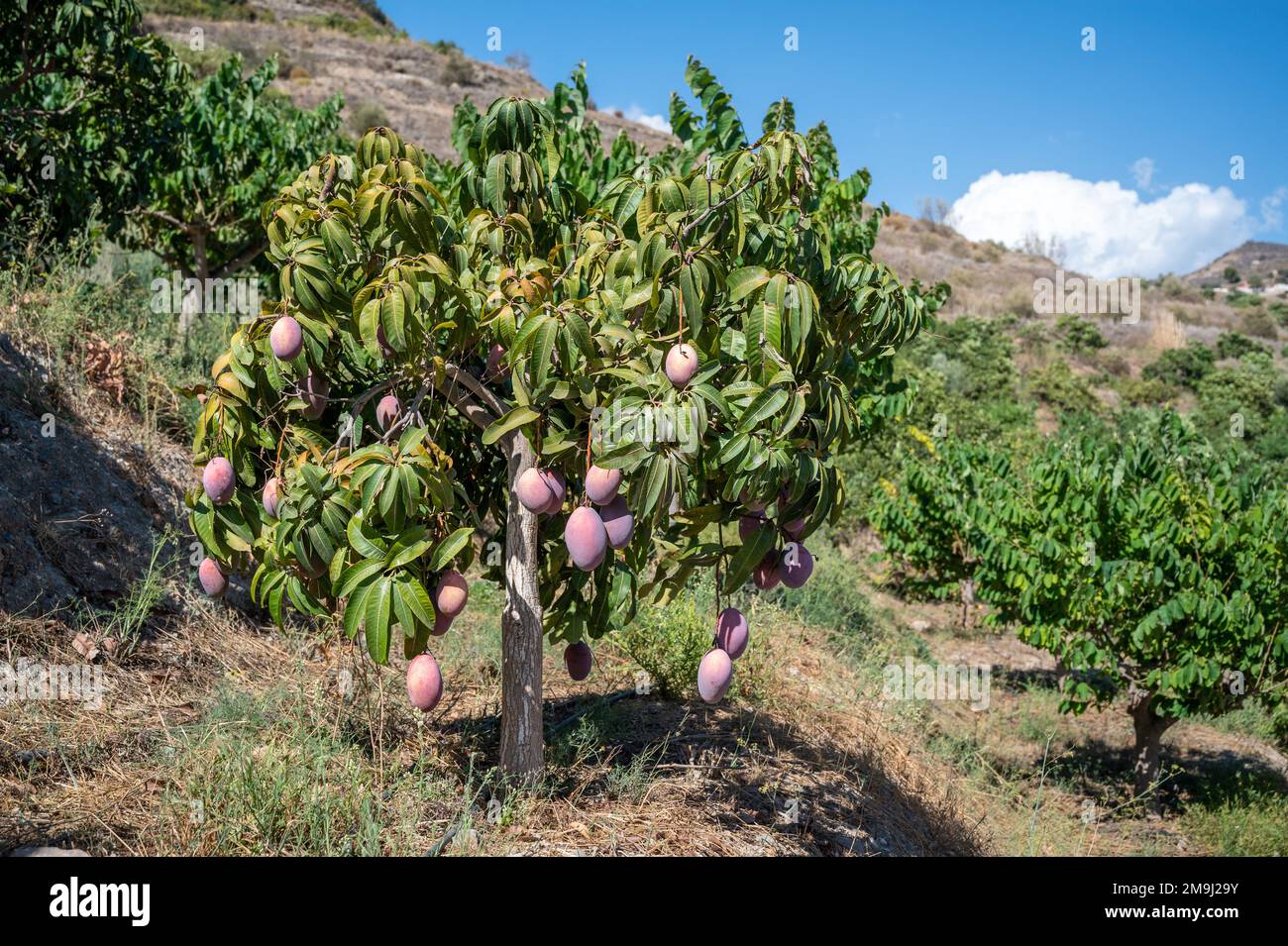 Mangoes growing on tree at tropical fruit farm, Almeria, Spain Stock