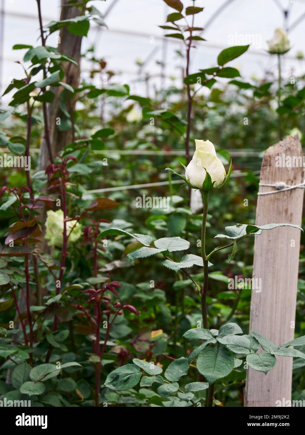 Plantation roses growing inside in a greenhouse Stock Photo Alamy